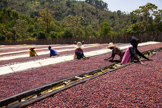 Ethiopia - Yirgacheffe Halo Beriti (Filter)
