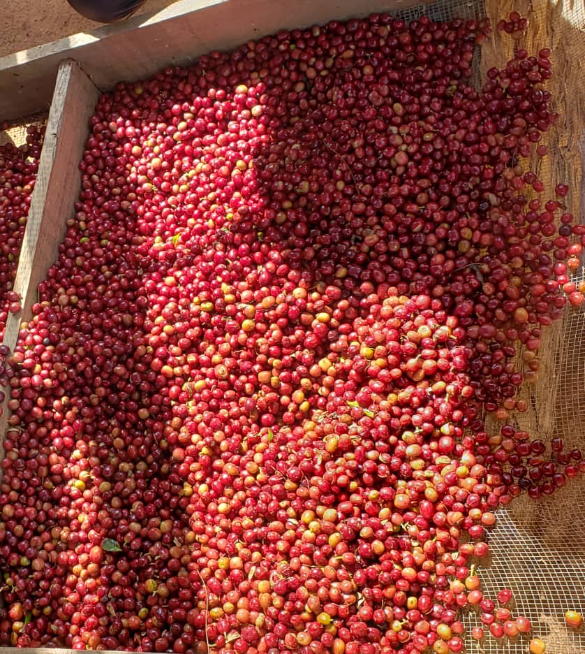 Ethiopia Guji - Arsosala (Filter)