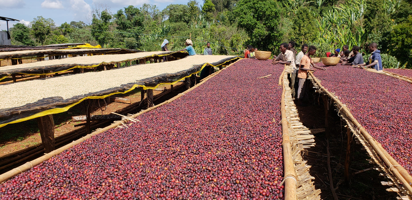 Ethiopia Guji - Arsosala (Filter)