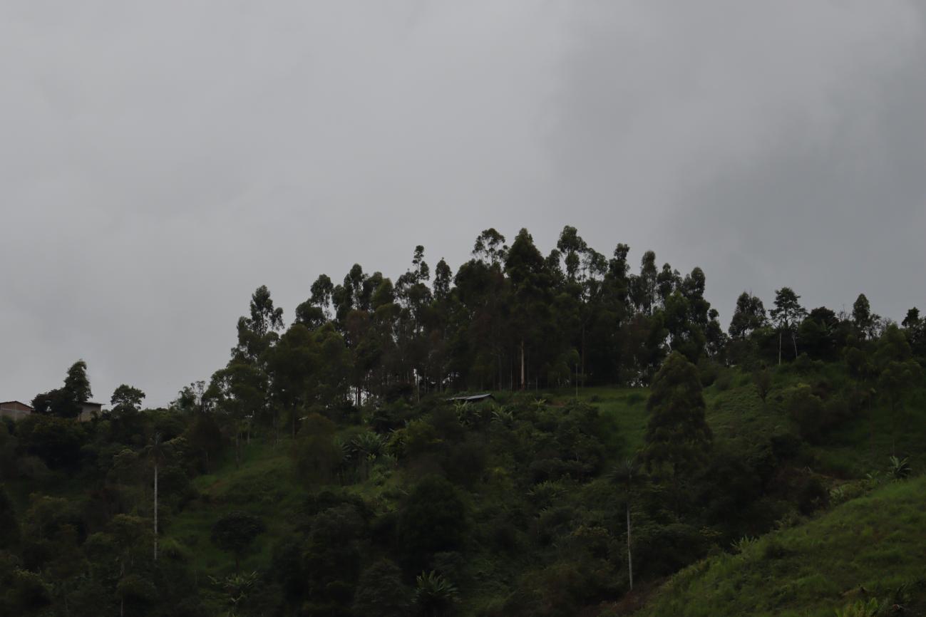 Peru Santa Maria - Aroma Des Valle (Filter)