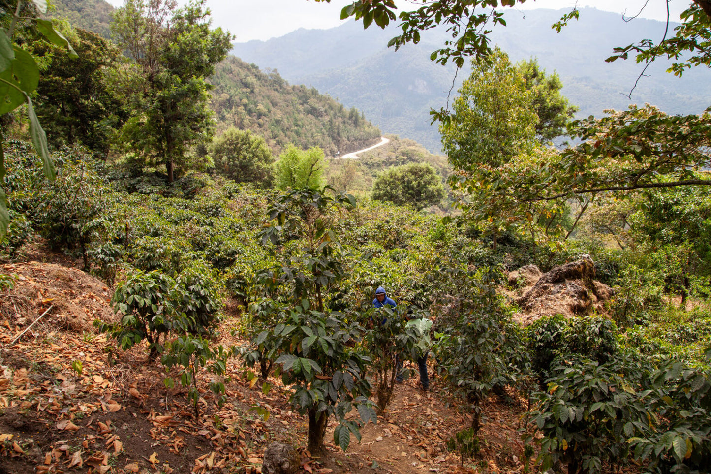 Guatemala - San Pedro Necta - Guacamaya (Espresso)
