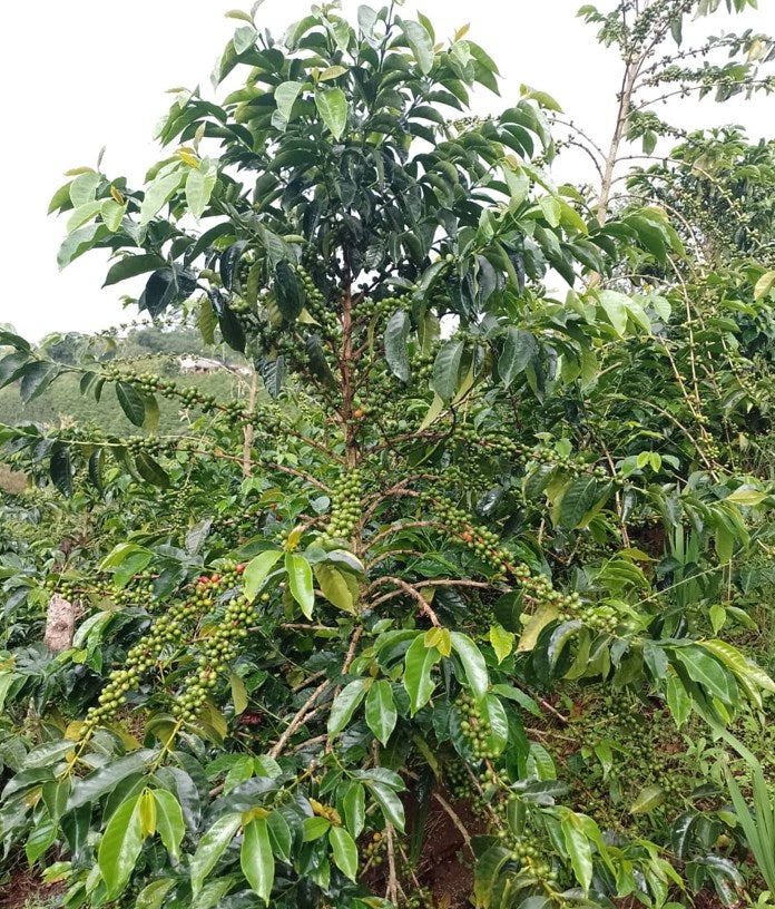 Colombia - Liliana Burbano San Agustin (Filter)
