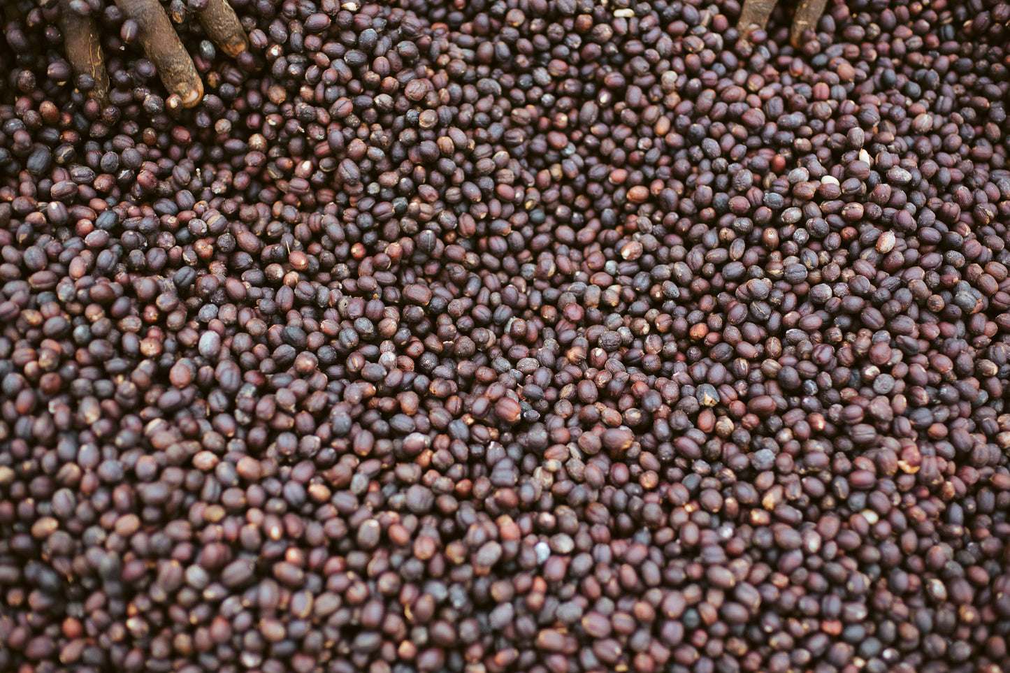 Colombia San Pedro - Gaitania (Espresso)