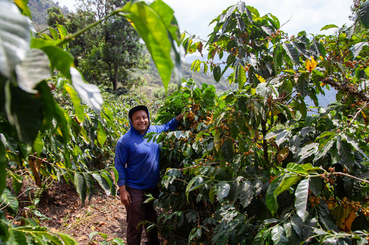 Guatemala - San Pedro Necta - Guacamaya (Espresso)