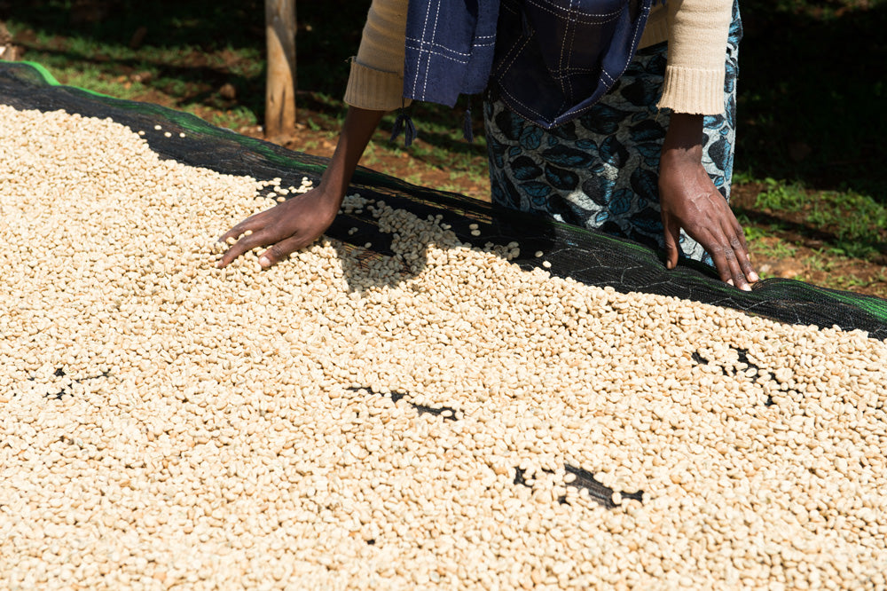 Ethiopia - Yirgacheffe Halo Beriti (Filter)