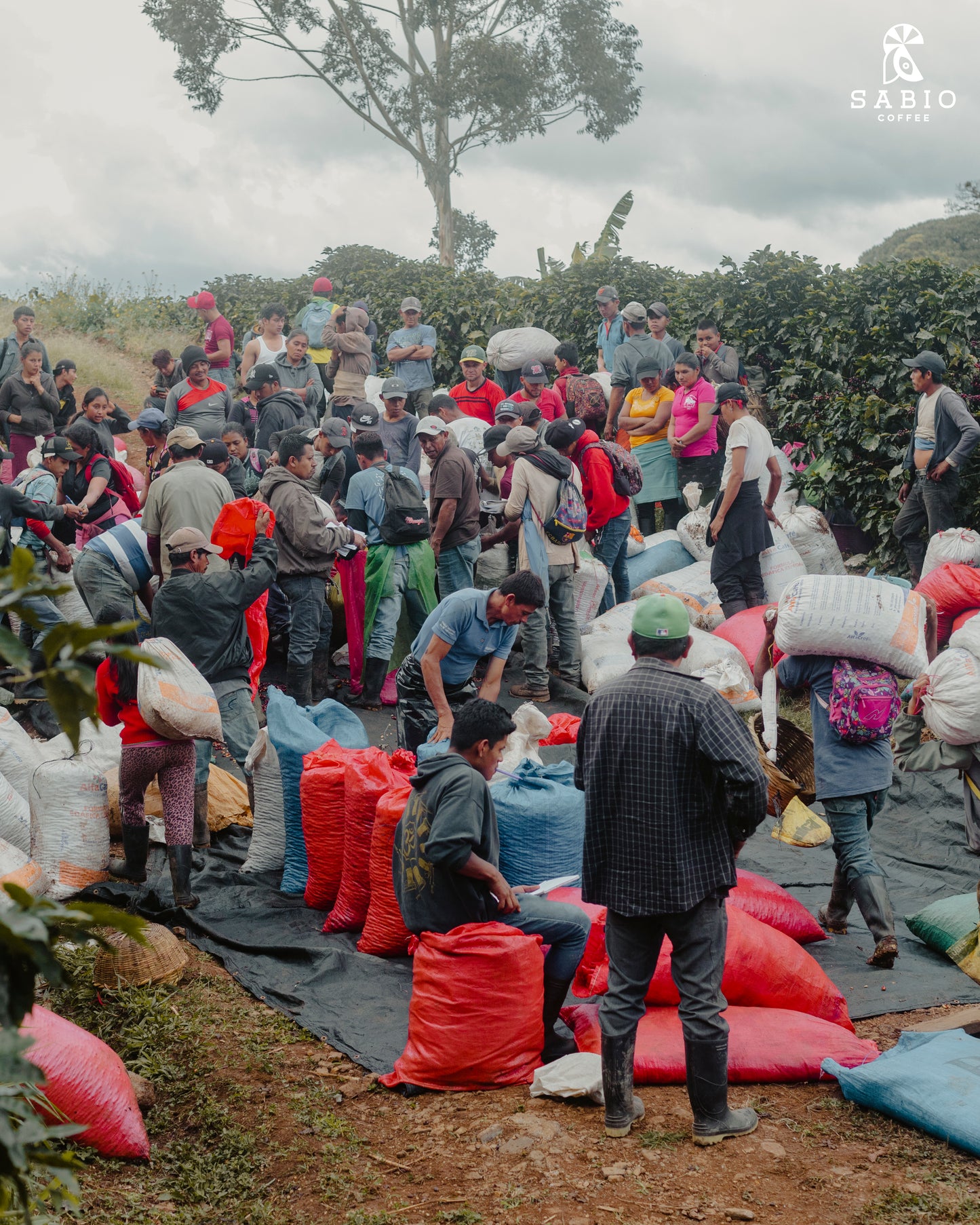 Nicaragua Sabio - Caturra (Filter)