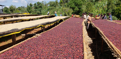 Ethiopia Guji - Arsosala (Filter)
