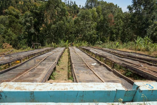 Kenya - Embu - Gicherori AA (Espresso)