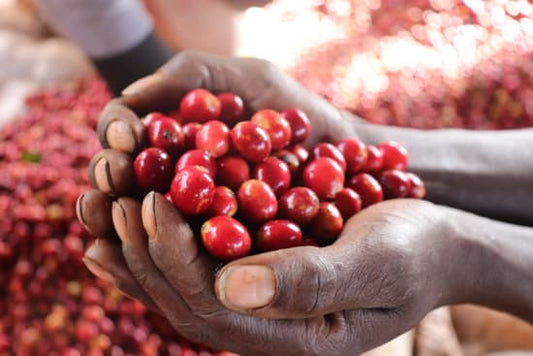 Kenya - Kiambu - Wamuguma PB (Filter)