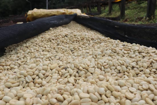 Kenya - Kiambu - Wamuguma PB (Filter)