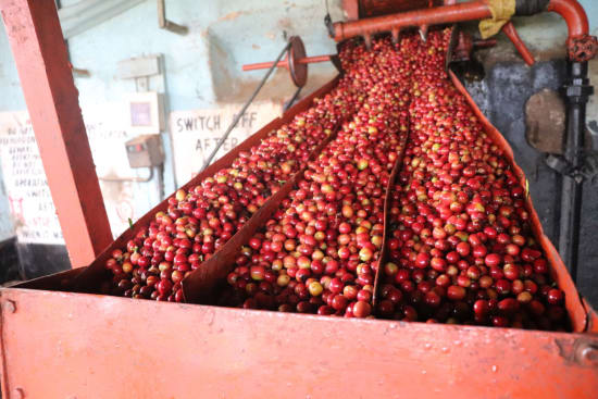 Kenya - Kiambu - Wamuguma PB (Filter)