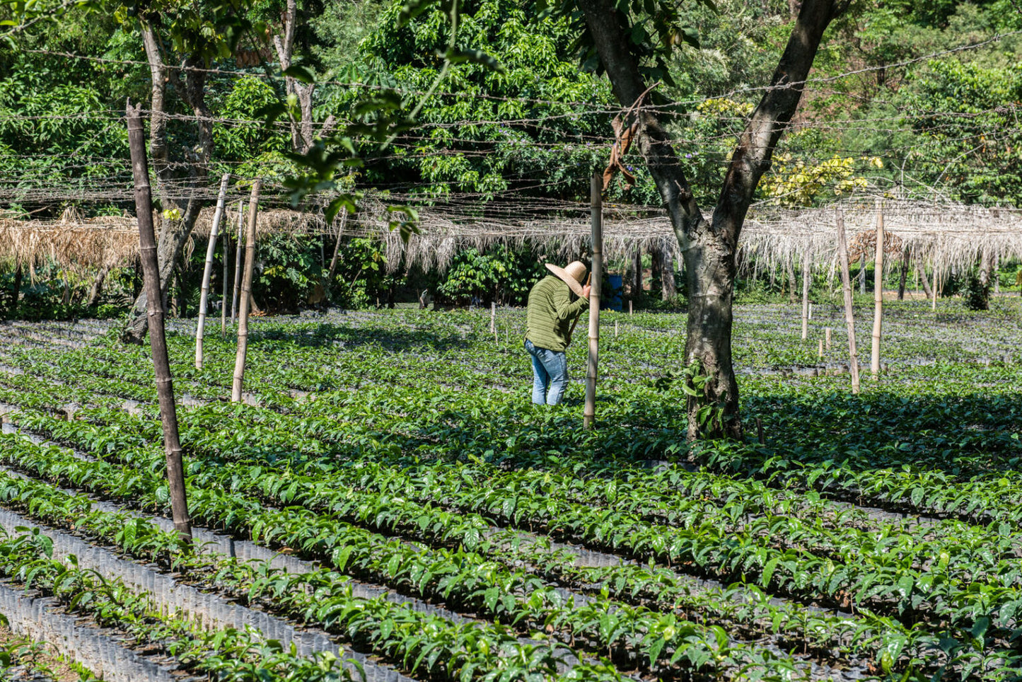 Guatemala - San Pedro Necta - Calahute (Filter)