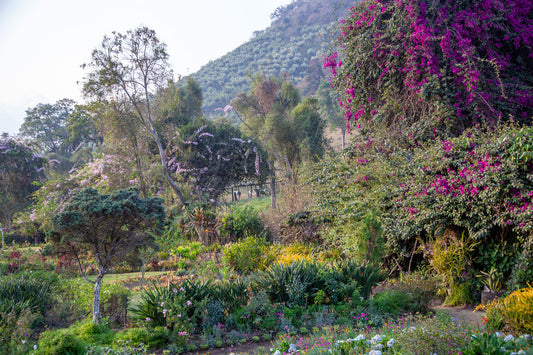 Guatemala Hacienda Carmona (Filter)