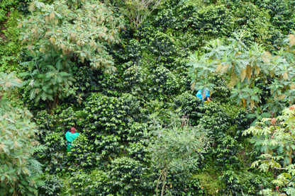 Colombia - Small Producers of Ibagué (Espresso)