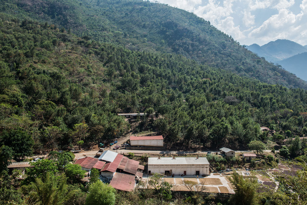 Guatemala - San Pedro Necta - Calahute (Filter)