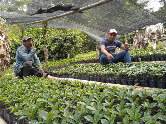 Colombia Alto Canada - La Plata (Espresso)