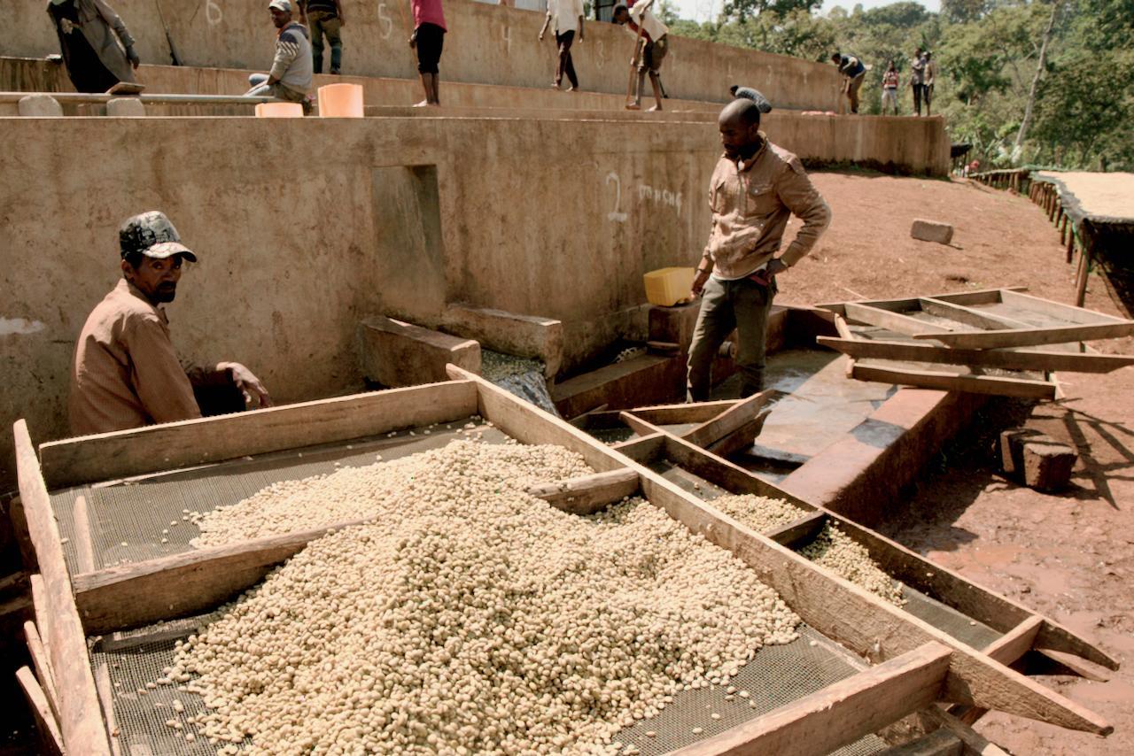 Ethiopia Yirgacheffe - Ela Tenacha Lot 1 (Filter)