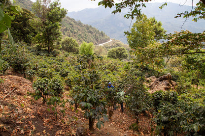 Guatemala - San Pedro Necta - Guacamaya (Espresso)