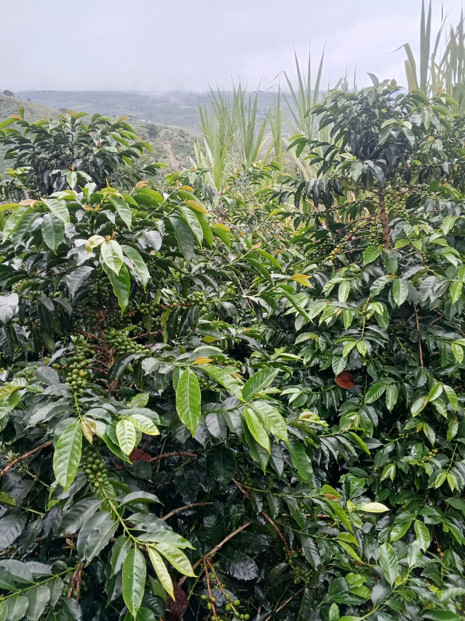 Colombia - San Agustin - Eliecer Ordonez (Filter)