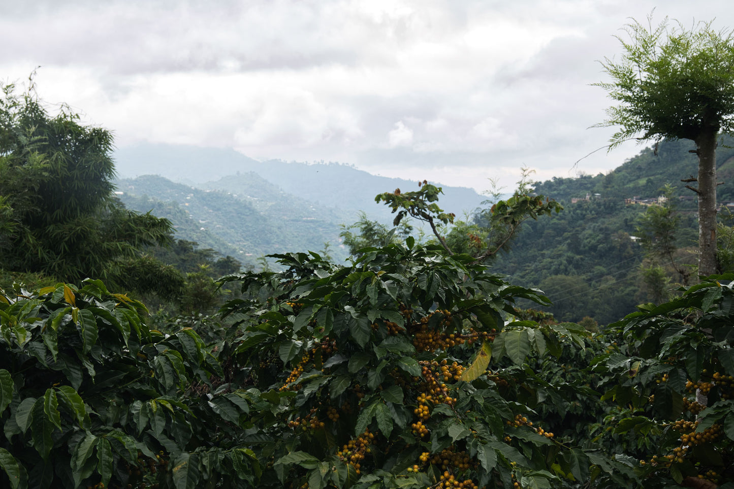 Guatemala - San Pedro Necta - La Union Amarillo (Filter)