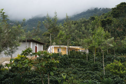 Guatemala - San Pedro Necta - La Union Amarillo (Filter)