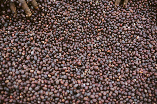 Burundi Gaharo Hill - Bukeye Washing Station (Filter)