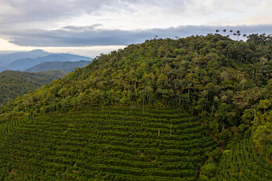 Bolivia Caranavi - La Llama (Filter)