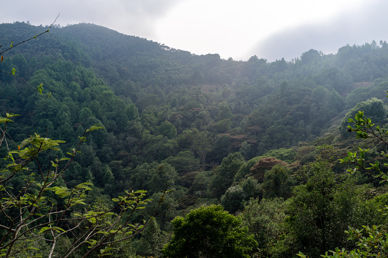 Mexico Oaxaca - San Jeronimo Tecoatl (Filter)