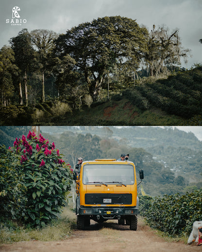 Nicaragua Sabio - Parainema (Filter)