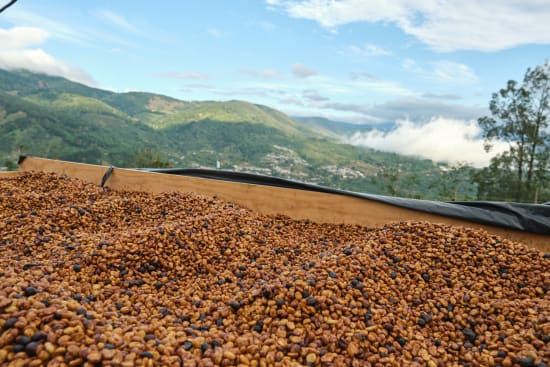 Costa Rica Santa Maria - Ivan Solis Mill (Filter)