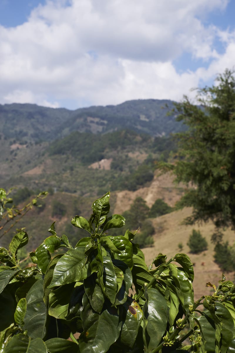 El Salvador Matapan Finca El Roble - Jose Roberto Deras (Filter)