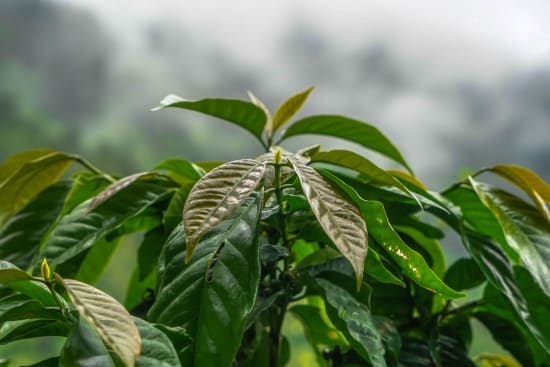 El Salvador Matapan Finca El Roble - Jose Roberto Deras (Filter)