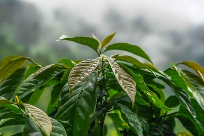 El Salvador Matapan Finca El Roble - Jose Roberto Deras (Filter)