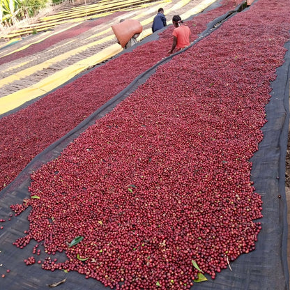 Ethiopia Mengeche Derso - Halo Beriti (Filter)