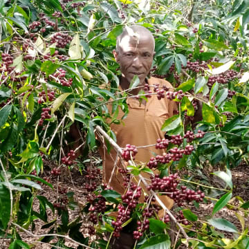 Ethiopia Mengeche Derso - Halo Beriti (Filter)