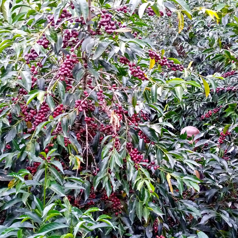 Ethiopia Ocholo Bedecho - Haro Wachu (Espresso)
