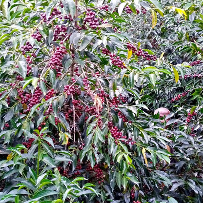 Ethiopia Ocholo Bedecho - Haro Wachu (Espresso)