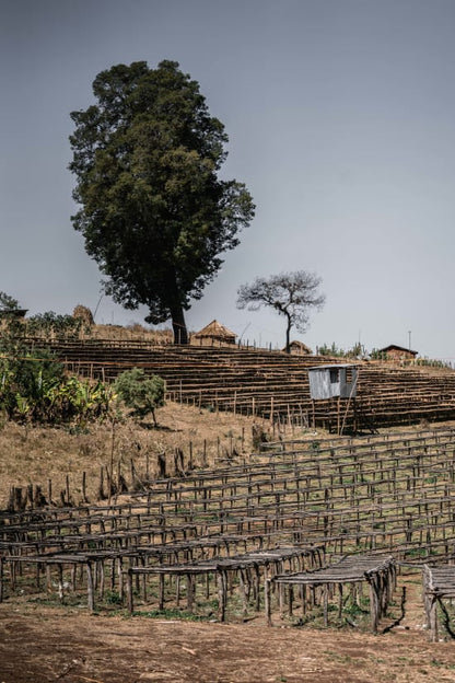 Ethiopia Ocholo Bedecho - Haro Wachu (Espresso)