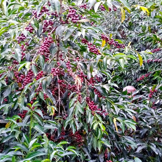 Ethiopia Tadese Tako - Worka Yirgacheffe (Espresso)