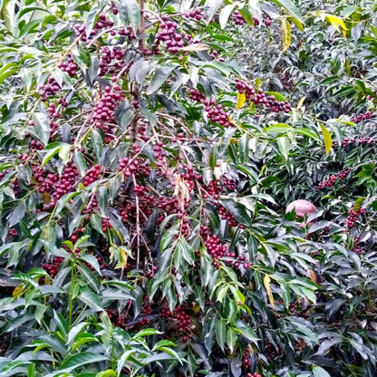 Ethiopia Tadese Tako - Worka Yirgacheffe (Espresso)
