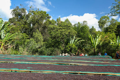 Ethiopia Tadese Tako - Worka Yirgacheffe (Espresso)
