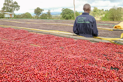 Ethiopia Shoondhisa Suke (Filter)